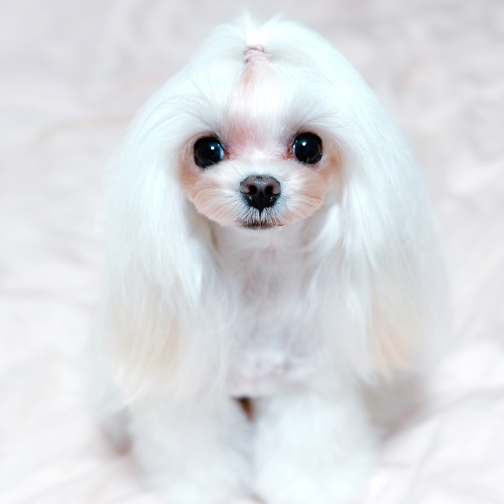 卒業犬ふじちゃんの近況♪
